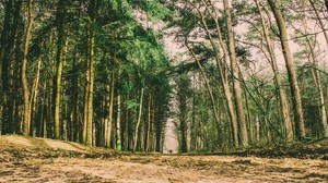 trees, forest, trail - wallpapers, picture