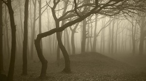 trees, forest, fog, gloomy, trunks, bends, haze, gray - wallpapers, picture