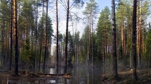 trees, forest, spring, flood, evaporation, creepy - wallpapers, picture