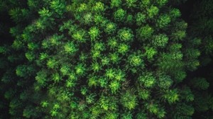trees, forest, top view, green - wallpapers, picture