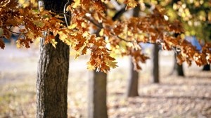 trees, foliage, autumn - wallpapers, picture
