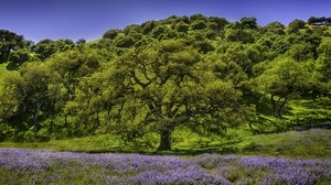 trees, meadow, flowers, lupine - wallpapers, picture
