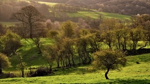 trees, meadow, young, grass, green, open spaces - wallpapers, picture