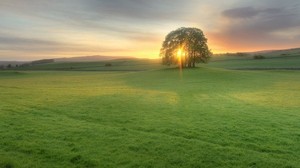 trees, meadow, light, the sun, sunset, evening, green, open spaces - wallpapers, picture