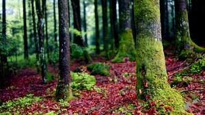 trees, moss, bark, forest - wallpapers, picture