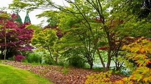 trees, young growth, leaves, green, shades - wallpapers, picture