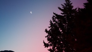 trees, sky, spruce - wallpapers, picture