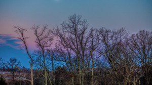 trees, sky, moon, branches - wallpapers, picture
