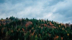 trees, sky, autumn, top