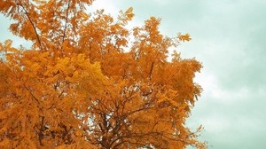 trees, sky, autumn, branches - wallpapers, picture