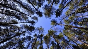 trees, sky, bottom view - wallpapers, picture
