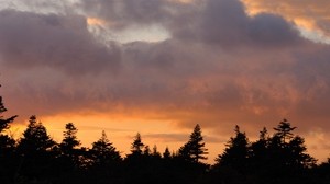 alberi, cielo, tramonto, nuvole