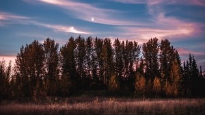 trees, sky, sunset, grass