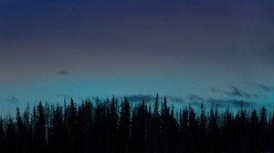 trees, night, sky