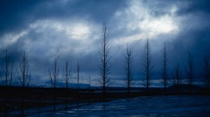 árboles, noche, cielo, ramas