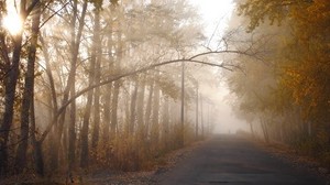trees, autumn, haze, branch, track, silhouette, sun, light