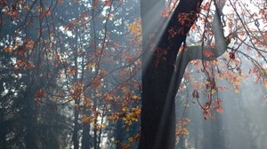 trees, autumn, leaves - wallpapers, picture