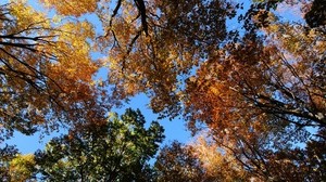trees, autumn, leaves, sky