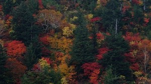 trees, autumn, leaves, top view