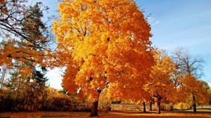 árboles, otoño, parque, caído