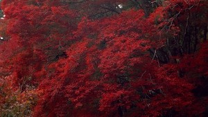 树木，秋天，干燥，高大