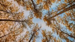 trees, autumn, bottom view - wallpapers, picture