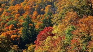 trees, autumn, top view - wallpapers, picture
