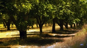 árboles, parque, verano, sombras