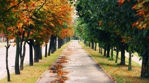 trees, park, leaf fall, autumn, track, foliage, wet