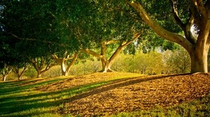 trees, park, shadows, leaves, trunks, smooth, summer - wallpapers, picture