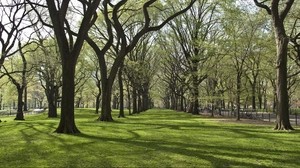 trees, park, grass
