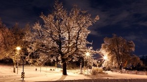 trees, park, winter, night, hoarfrost, signs, lights