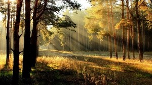 trees, glade, light, the sun, rays, young growth, edge, dawn