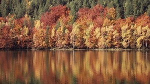 trees, river, reflection - wallpapers, picture
