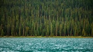 trees, river, water, surface - wallpapers, picture