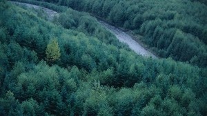 树木，河流，高度，森林，针叶树，绿色，树梢