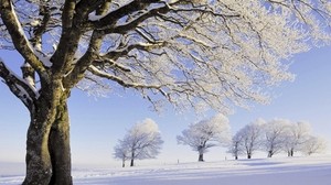 树木，雪，白霜，树枝，行，田野 - wallpapers, picture