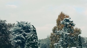 trees, snow, sky