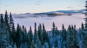 árboles, nieve, invierno