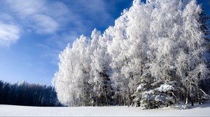 trees, snow, winter, sky