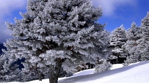 Bäume, Abstieg, Hang, Schnee