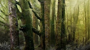 trees, trunks, moss, bark, old, ancient, forest