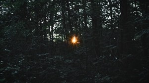 trees, light, beam - wallpapers, picture