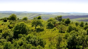 árboles, hierba, cielo, distancia