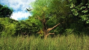 trees, grass, nature - wallpapers, picture
