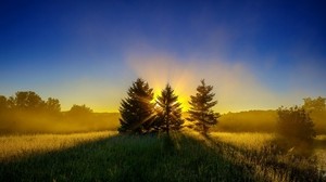 Bäume, Gras, Sonnenuntergang, Himmel