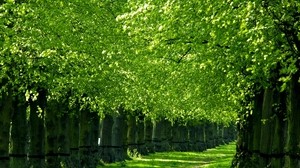 trees, trail, corridor, green, grass