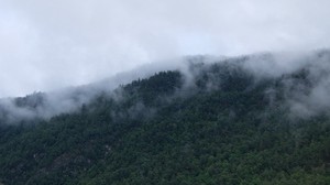 trees, fog, mountains