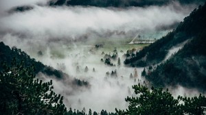 trees, fog, mountains, top - wallpapers, picture