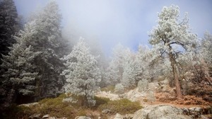 trees, fog, coniferous, haze, stones, cliff - wallpapers, picture
